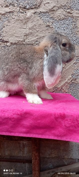 Fransuz baran sotiladi 650000