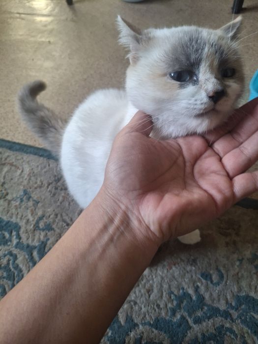 Взрослый котенок