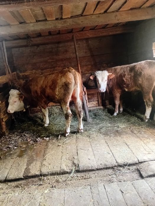 Taurus baltata romaneasca