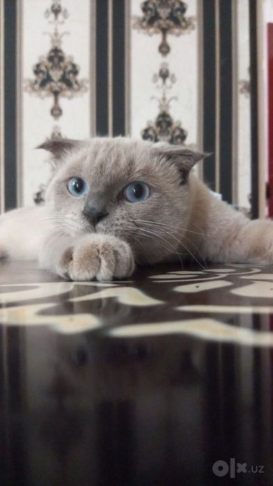 Scottish Fold mushuk xadiyaga beriladi