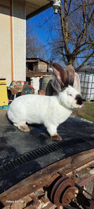 Vand Iepuri Urias de Transilvania