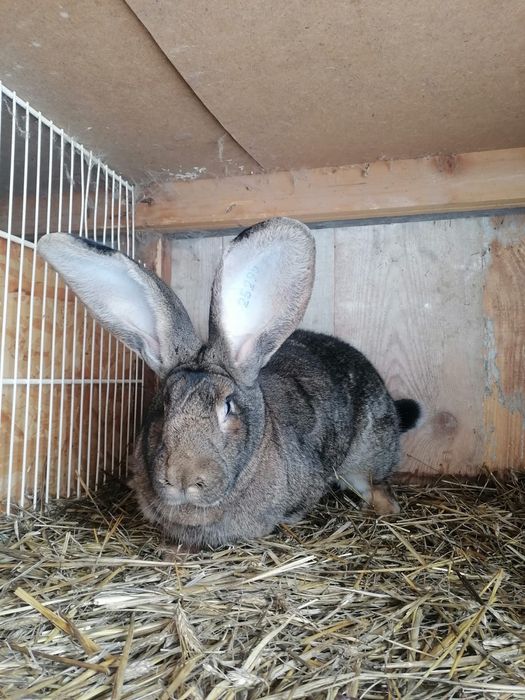 Iepuri urias german, adulti si pui