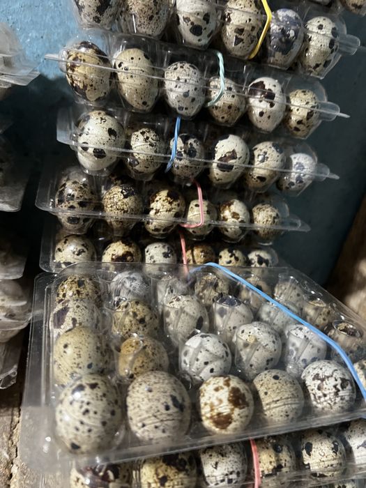Oua incubat prepelita japoneza, jumbo gold si gigant polara