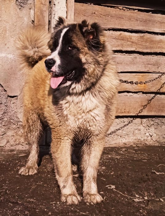 Среднеазиатская овчарка