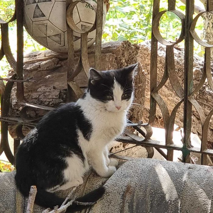 Отдам котёнка, девочка, 3 месяца