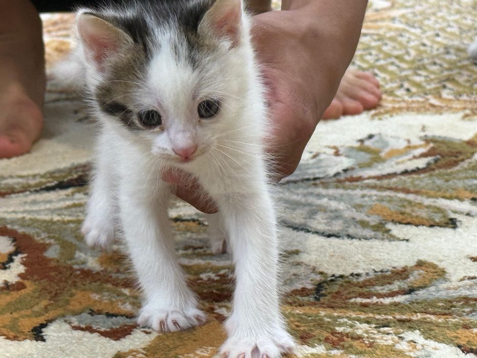 Отдам котят в добрые руки