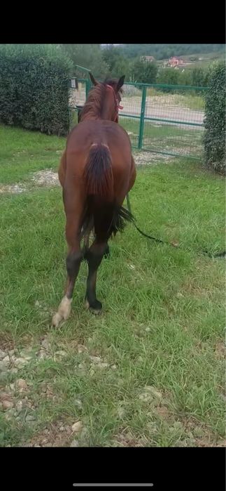 Vand manza trotineta