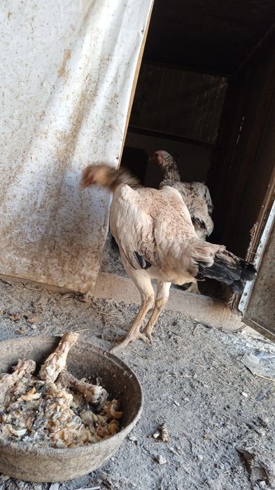 Осы мекендер сатылады