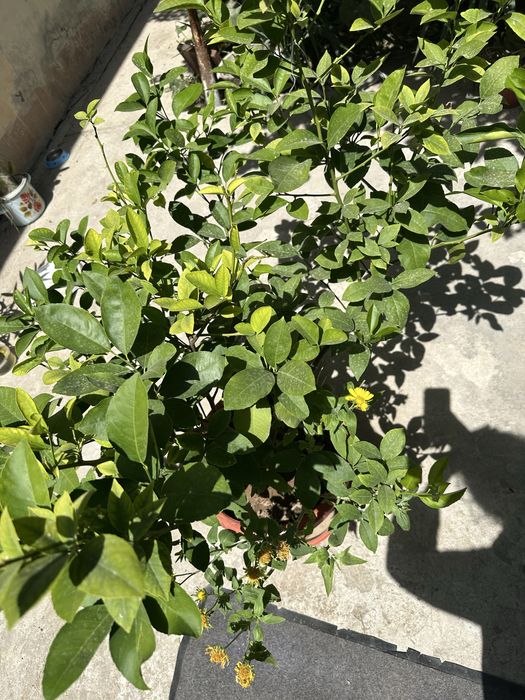 limon koʻchatilari ,