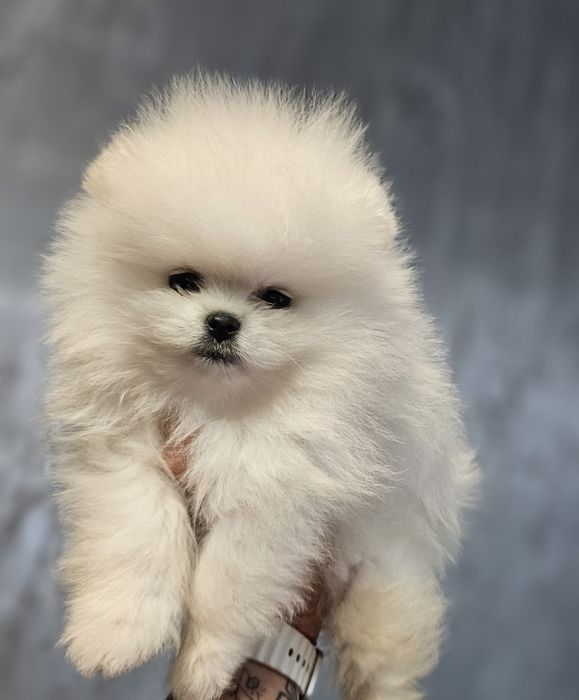 Pomeranian baietel superb!