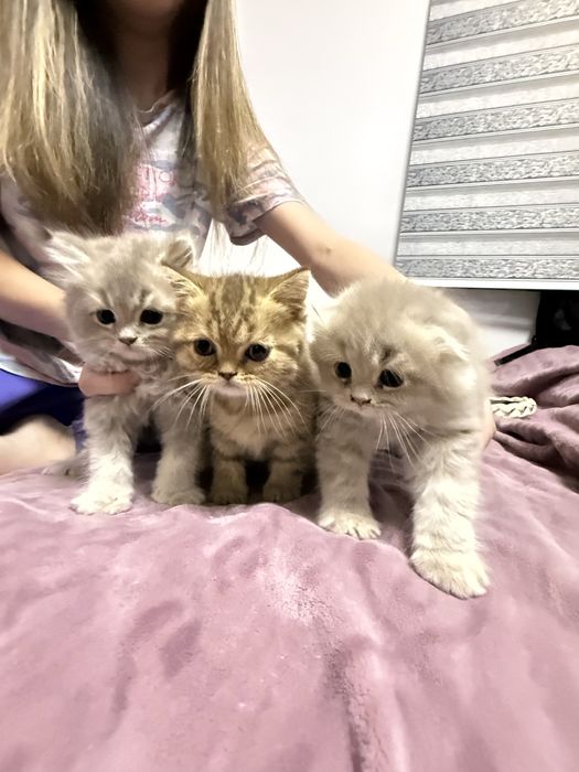 Продается котёнок