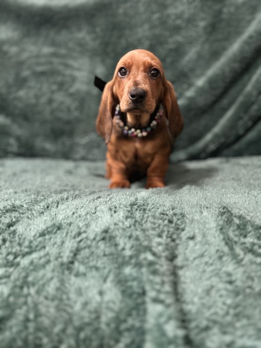 Mascul teckel cu Pedigree FCI