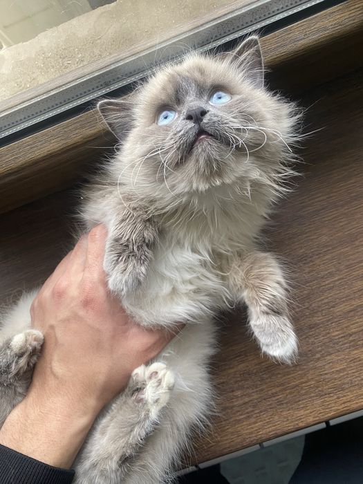 продается рэгдол чистокровный мальчик