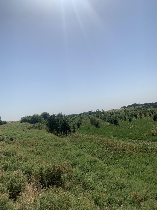 8gektar mevali bogʻ Parkent tumanida!!!