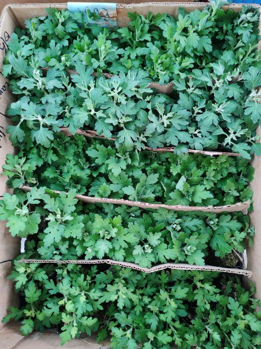 Продам цветы 500