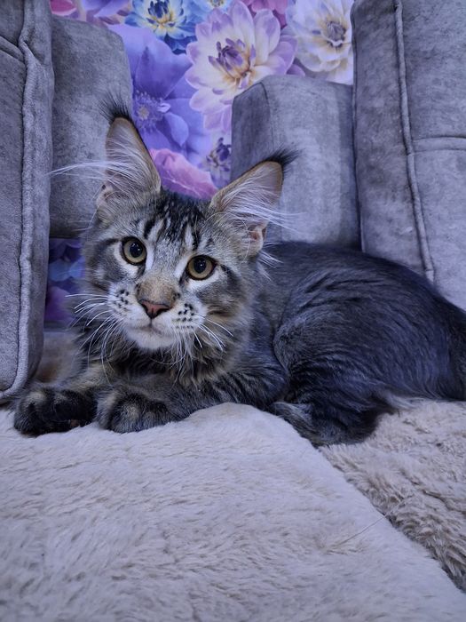 Продам котенка мальчика Мейн-Кун. С документами.