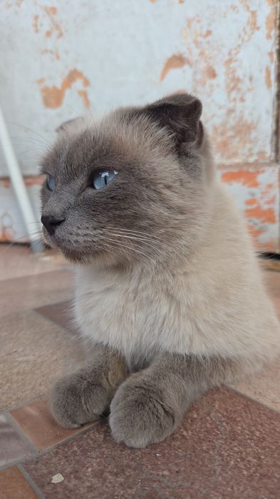 Котята даром веслоухие