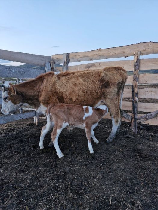 Продам корову с теленком