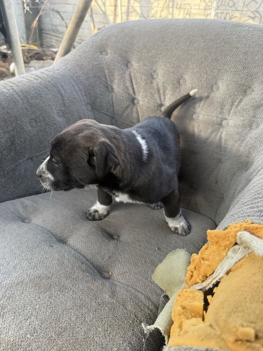 Продам щенка питбуль с азиатом