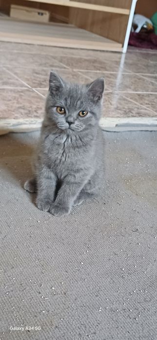Британски късокосмести котенца