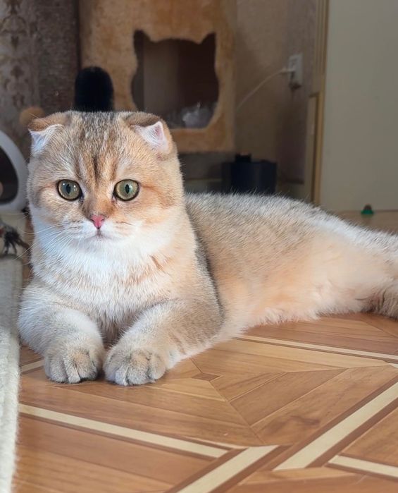 Скоттиш фолд чистокровные