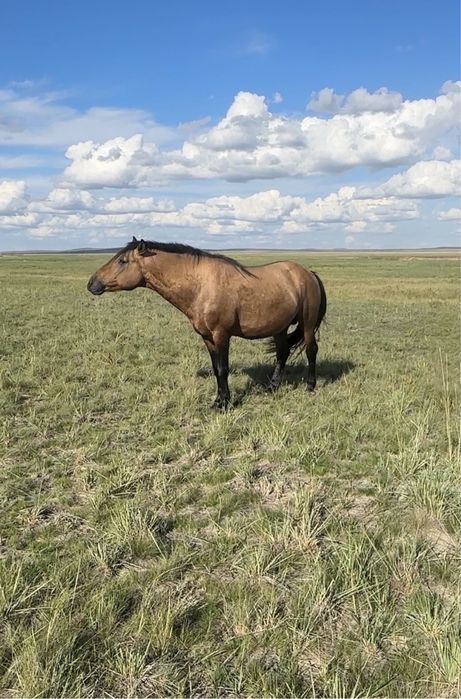 Айгыр  (мугалжар)