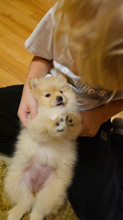 Продам Щенков Немецкого Шпица