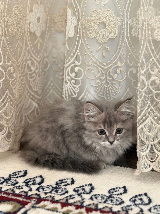 Mushuk: Maine coon