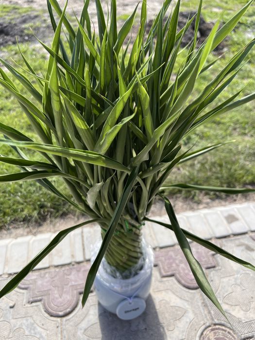 Комнатные цветы, бөлме гүлдері