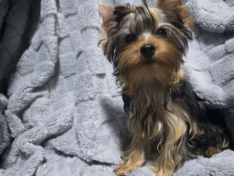 Продаётся щенок йоркширского терьера