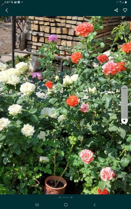 Продам лес,брус, доска