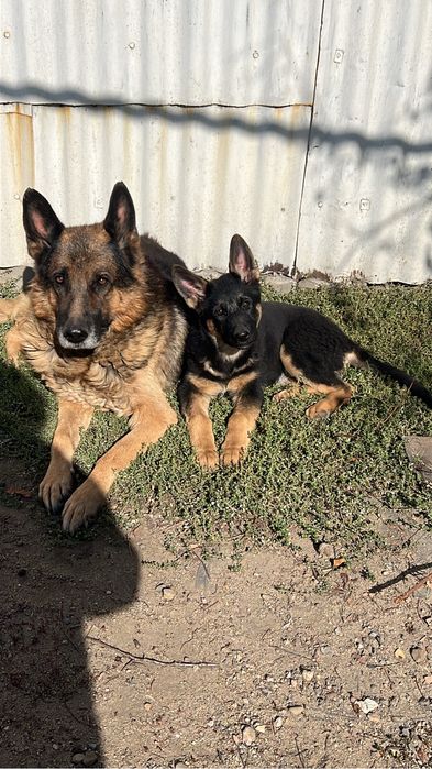 Продам овчарку суку 7 месяцев