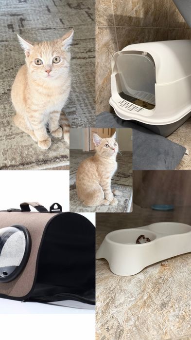 Котенок, продам, домащний. Чистый