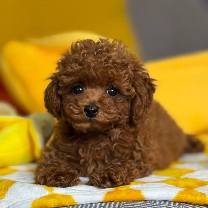 Poodle -Pudel Toy roșcat, rasa pură de vânzare
