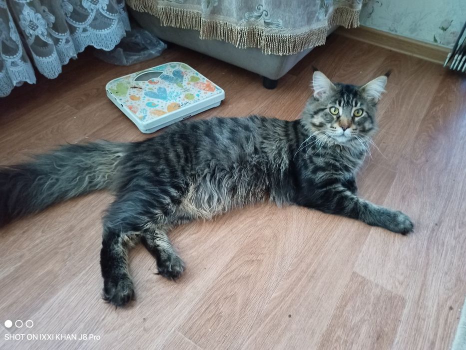 Кот Мейн-кун,  1г 2м,