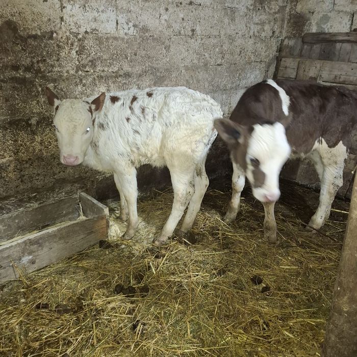 De vânzare Doi Tăurași și tăvițele mai multă treabă la telefon