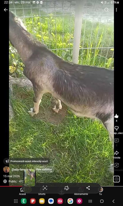Tap agnolubian de vanzare. 100 euro.sau schimb cu cereale