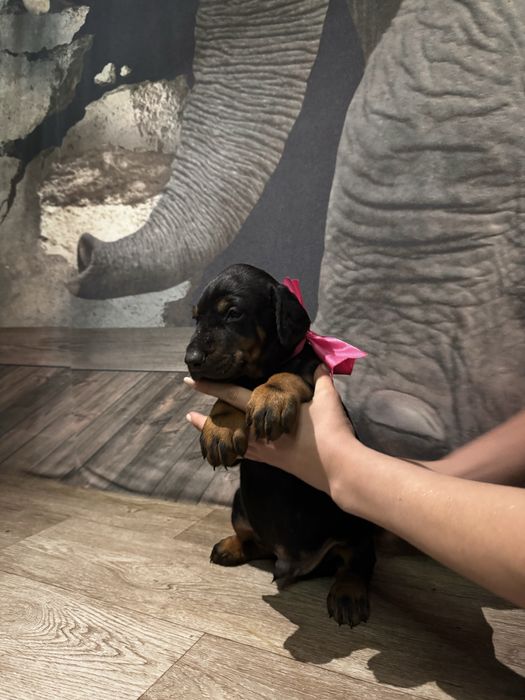 Срочно! Щенки доберма