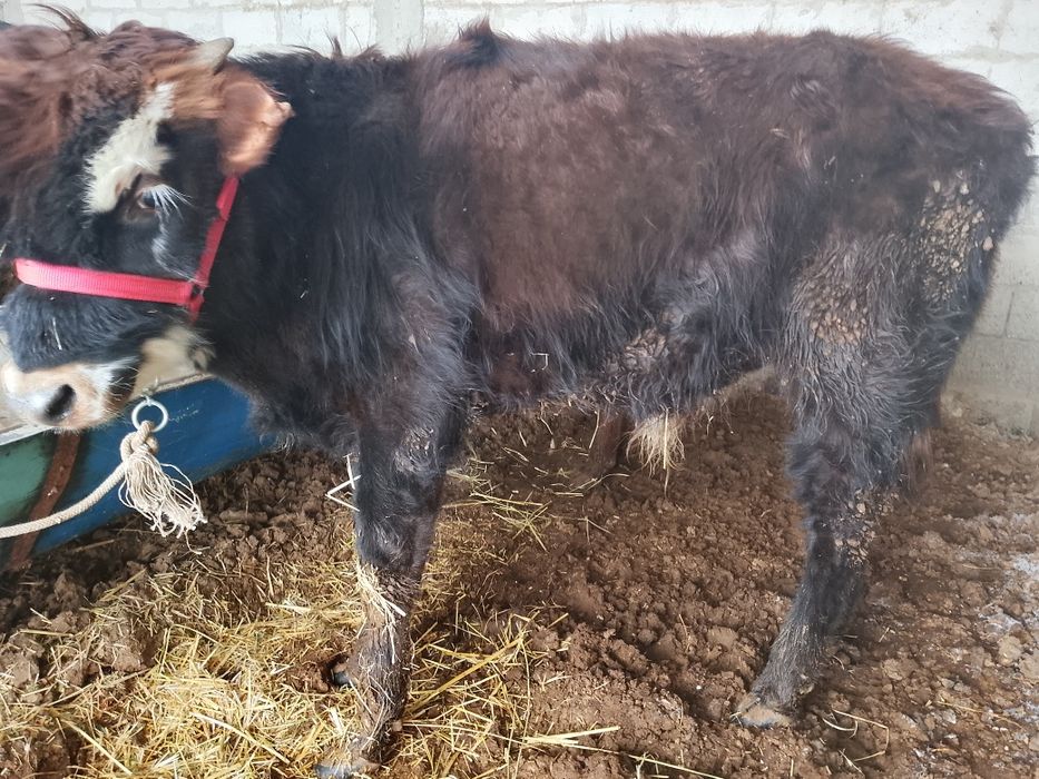 Zotdor buqacha sotiladi