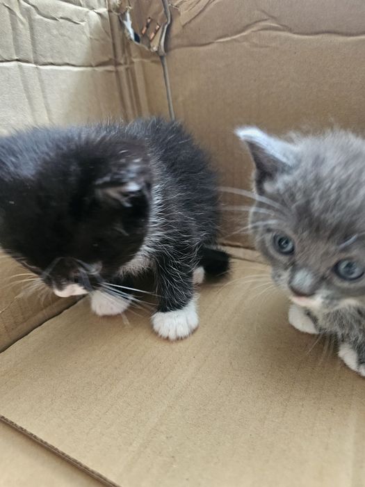 Отдам котят в добрые руки