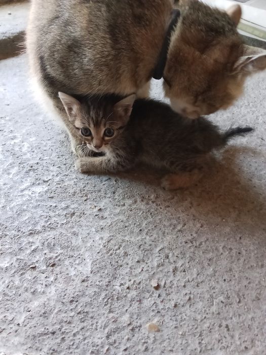 Отдам в добрые руки котят