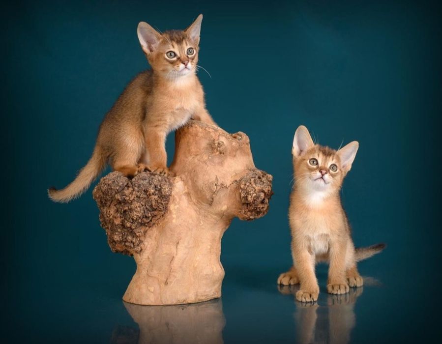 ЧАУЗИ с Документами и ТИТУЛАМИ