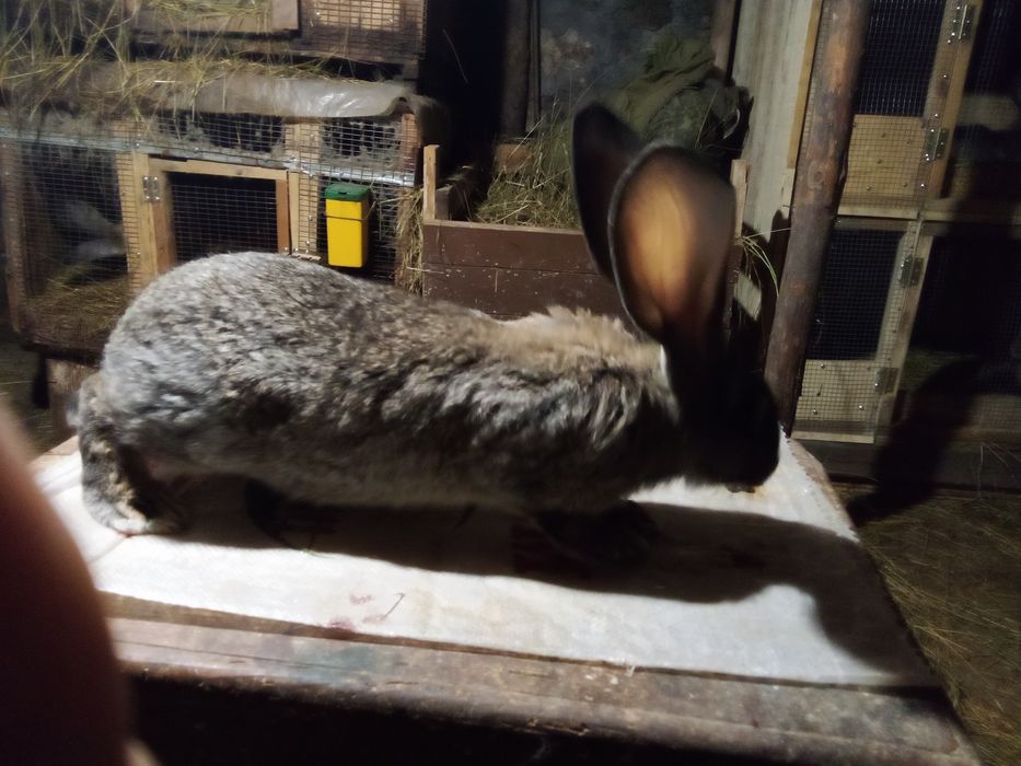 Продавам зайци Великани