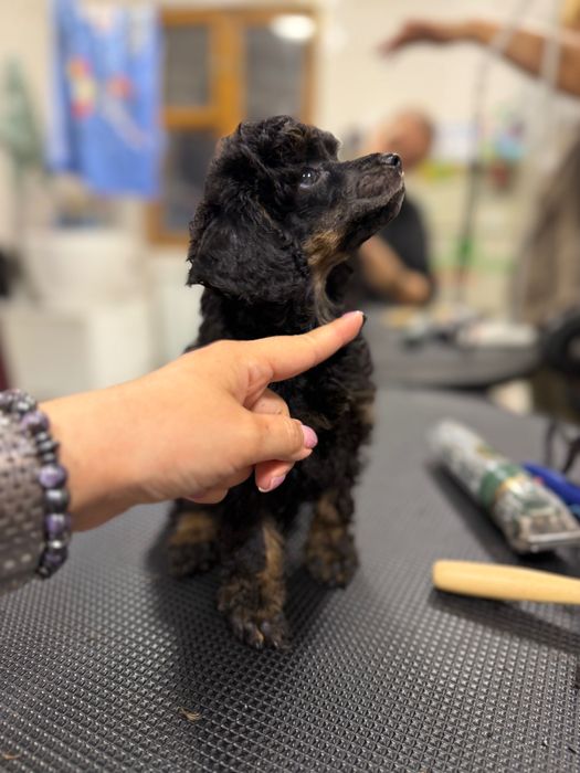 Пудель щенки. Девочки и мальчик.