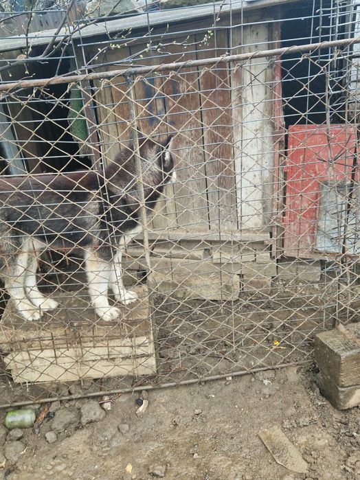 Câine tip Husky – prietenos, vaccinat + carnet