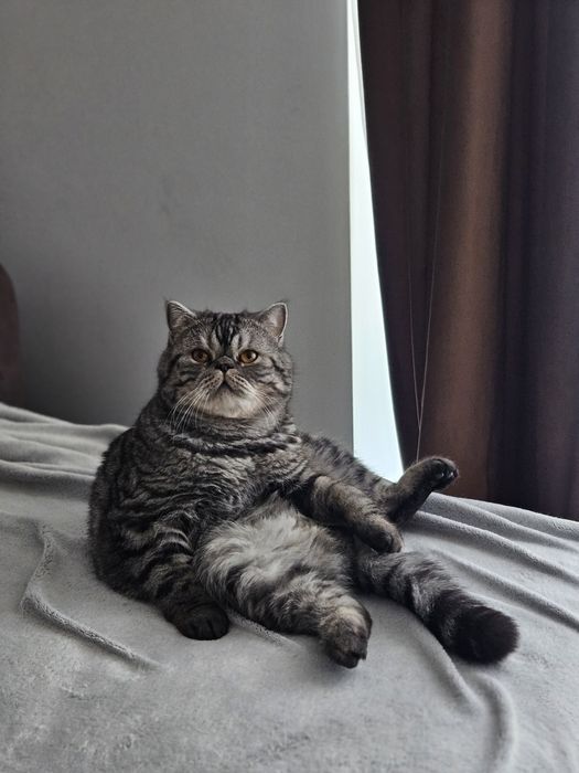 Motan Exotic shorthair mascul