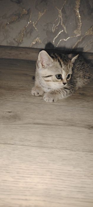 Котята страйт скоттиш