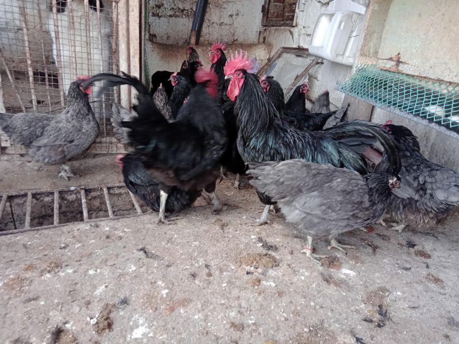 Австролорп Черен, син кокошки 8месеца