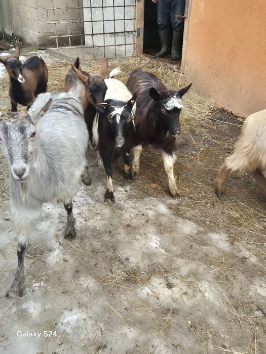 De vanzare 4 vatui si 2 iedute