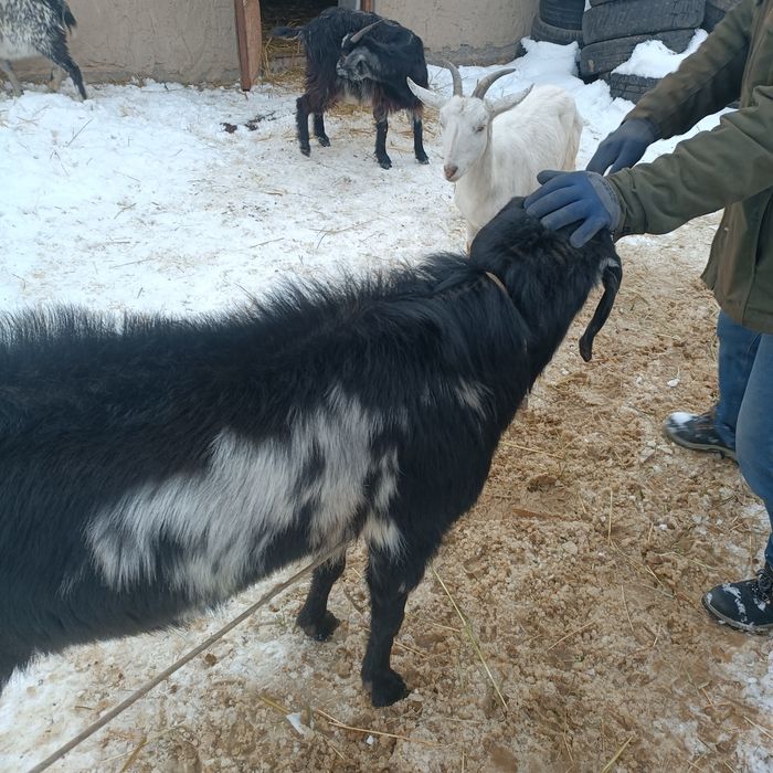 Продам или обмен Козла, Теке.